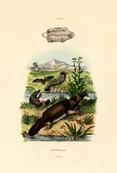 アヒル請求のカモノハシ、1833-39